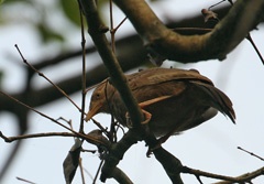 IMG_2186a